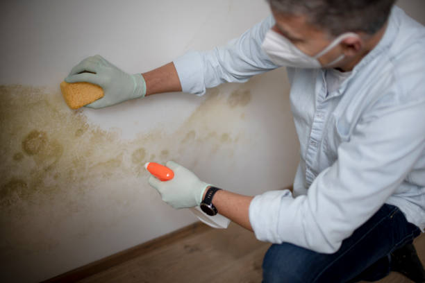 Best Professional Mold Removal  in Columbiana, AL