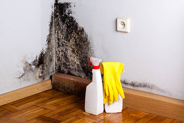 Mold Removal Process in Columbiana, AL